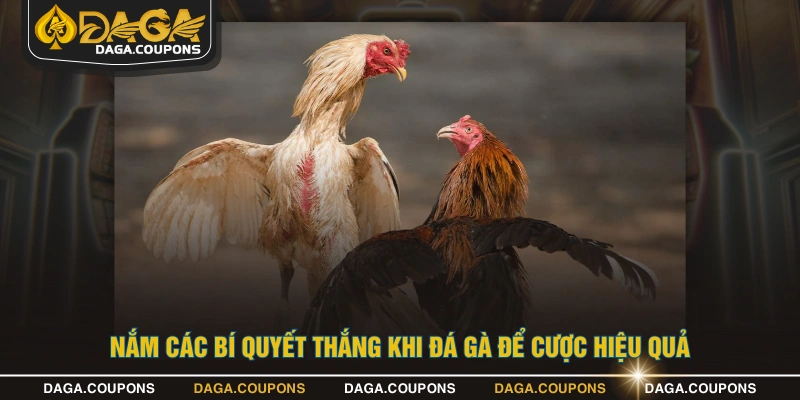 Nắm các bí quyết thắng khi đá gà để cược hiệu quả