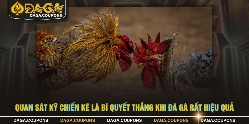 Quan sát kỹ chiến kê là bí quyết thắng khi đá gà rất hiệu quả