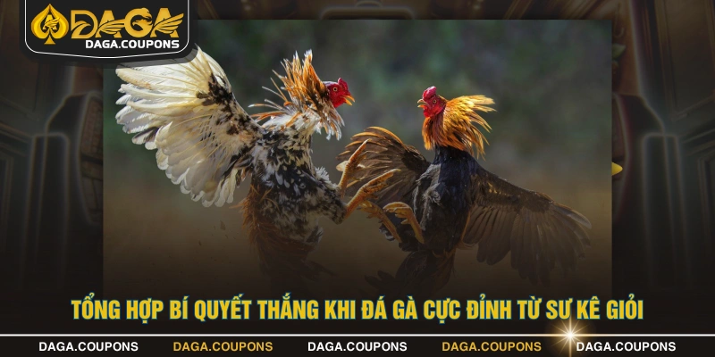 Tổng hợp bí quyết thắng khi đá gà cực đỉnh từ sư kê giỏi